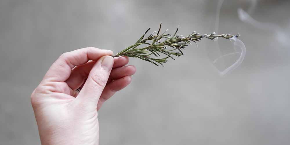 艾草真的可以驅蚊嗎?