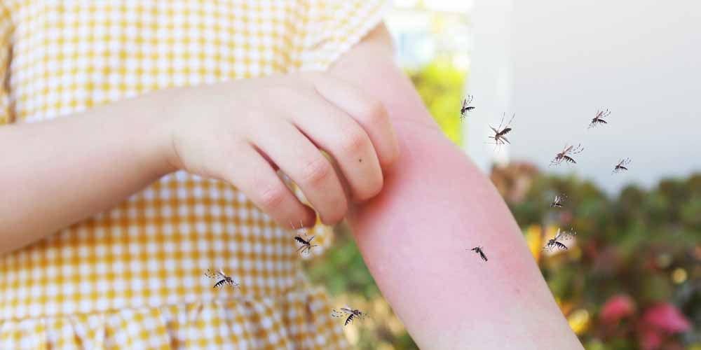 艾草真的可以驅蚊嗎？