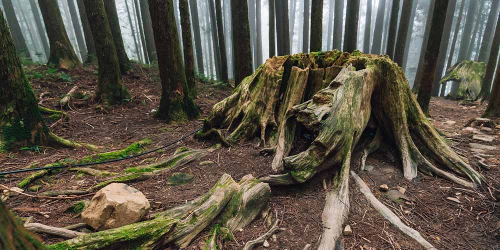 台灣檜木有什麼功效?