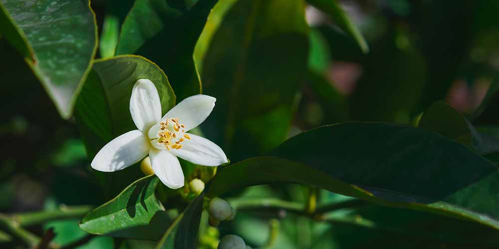 桂花香功效